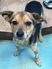 Beagle Dogs for adoption in Edmond, OK, USA