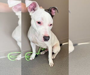 Mutt Dogs for adoption in La Porte, IN, USA