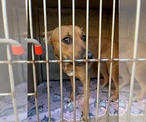 American Pit Bull Terrier-German Shepherd Dog Mix Dogs for adoption in Oklahoma City, OK, USA