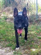 American Pit Bull Terrier-Unknown Mix Dogs for adoption in Abbeville, LA, USA