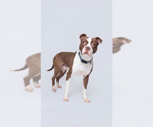 Boxer Dogs for adoption in Forestville, MD, USA