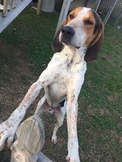 Small Treeing Walker Coonhound