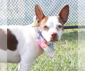 Mutt Dogs for adoption in San Antonio, TX, USA