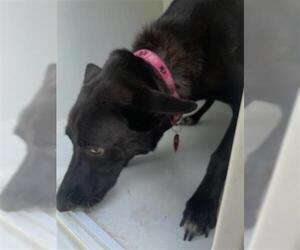 Labrador Retriever-Unknown Mix Dogs for adoption in Houston, TX, USA