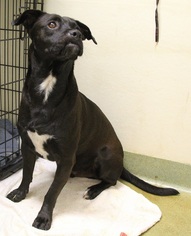 Daug Dogs for adoption in Lovingston, VA, USA