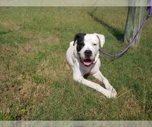Bulldog-Unknown Mix Dogs for adoption in Graniteville, SC, USA
