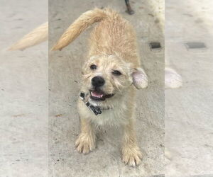 Maltese-Unknown Mix Dogs for adoption in Phoenix, AZ, USA