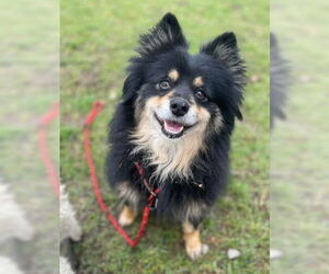 Pomeranian-Unknown Mix Dogs for adoption in Ventura, CA, USA