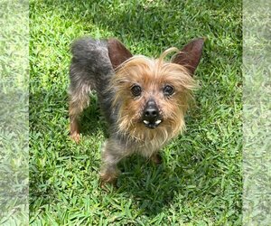 Mutt Dogs for adoption in Jacksonville, FL, USA