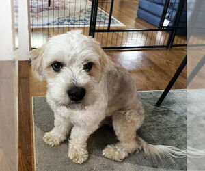 Maltese-Unknown Mix Dogs for adoption in Grafton, WI, USA