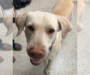 Labrador Retriever Dogs for adoption in Lodi, CA, USA