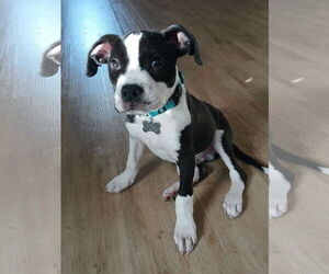 American Staffordshire Terrier-Boston Terrier Mix Dogs for adoption in Marina del Rey, CA, USA