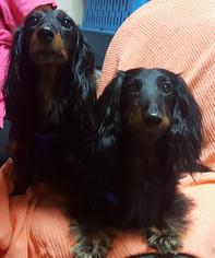 Dachshund Dogs for adoption in Morgantown WV, PA, USA