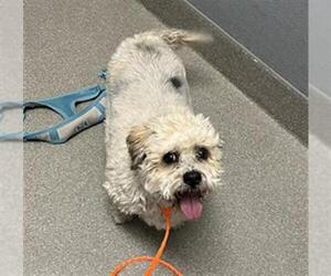 Maltese-Unknown Mix Dogs for adoption in Las Vegas, NV, USA