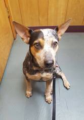 Mutt Dogs for adoption in Malakoff, TX, USA