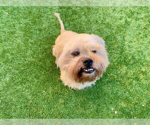 Shih Tzu-Unknown Mix Dogs for adoption in Moreno Valley, CA, USA