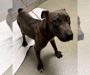 American Pit Bull Terrier-Unknown Mix Dogs for adoption in Las Vegas, NV, USA