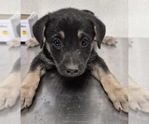 German Shepherd Dog Dogs for adoption in Bakersfield, CA, USA