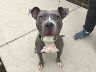 American Pit Bull Terrier Dogs for adoption in Urbana, IL, USA