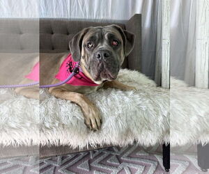 Mutt Dogs for adoption in Goodyear, AZ, USA