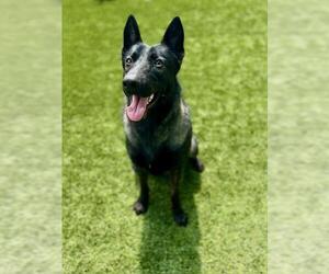 - Mix Dogs for adoption in Baytown, TX, USA