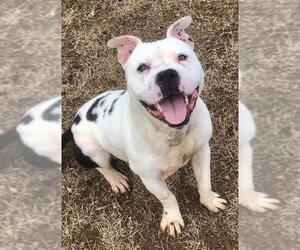 American Pit Bull Terrier Dogs for adoption in Elgin, IL, USA