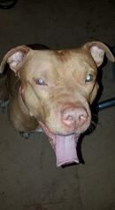 American Pit Bull Terrier Dogs for adoption in Benton City, WA, USA