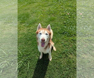 - Mix Dogs for adoption in Grovetown, GA, USA
