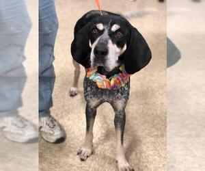 Bluetick Coonhound Dogs for adoption in Fenton, MO, USA