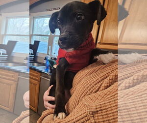 Retriever -Unknown Mix Dogs for adoption in Woodbury, NY, USA