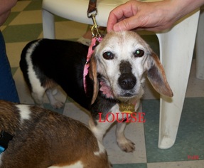 Medium Photo #1 Beagle Puppy For Sale in Ventnor, NJ, USA