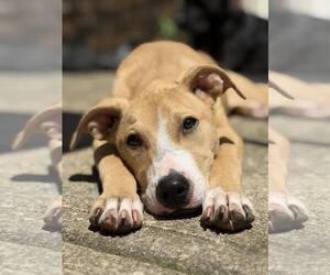 American Pit Bull Terrier-Unknown Mix Dogs for adoption in Germantown, OH, USA