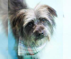 Shih Tzu-Unknown Mix Dogs for adoption in Guthrie, OK, USA