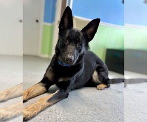 German Shepherd Dog-Unknown Mix Dogs for adoption in Spring Lake, NJ, USA