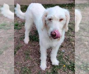 Labradoodle Dogs for adoption in Dallas, TX, USA