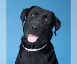 Labrador Retriever Dogs for adoption in Pasadena, CA, USA