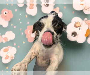 Chihuahua-Unknown Mix Dogs for adoption in Aurora, CO, USA