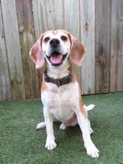 Beagle Dogs for adoption in Inverness, FL, USA