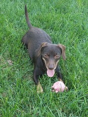 Chiweenie Dogs for adoption in Shakopee, MN, USA