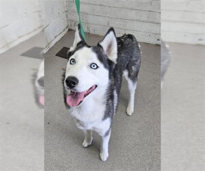 Siberian Husky Dogs for adoption in San Bernardino, CA, USA