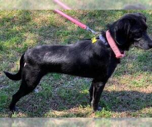 Labbe Dogs for adoption in Winder, GA, USA