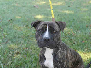 Medium Photo #1 American Pit Bull Terrier-Unknown Mix Puppy For Sale in Charlotte, NC, USA