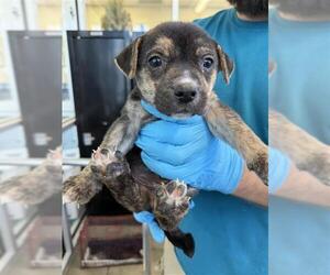 American Staffordshire Terrier-Unknown Mix Dogs for adoption in San Antonio, TX, USA