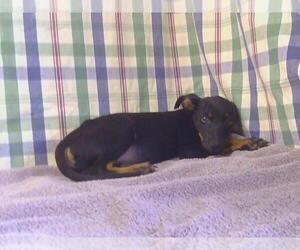 Miniature Pinscher Dogs for adoption in Sacramento, CA, USA