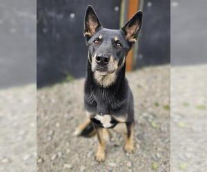 Australian Shepherd-German Shepherd Dog Mix Dogs for adoption in Frisco, CO, USA