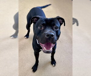 American Pit Bull Terrier Dogs for adoption in Derwood, MD, USA