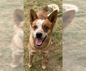 Australian Cattle Dog Dogs for adoption in Ogden, UT, USA
