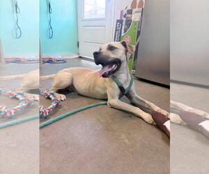 Mountain Cur-Unknown Mix Dogs for adoption in Oakhurst, NJ, USA