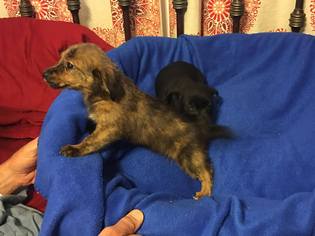 Medium Photo #1 Dachshund-Unknown Mix Puppy For Sale in Minneapolis, MN, USA