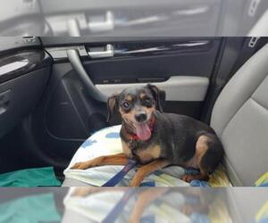 Chiweenie Dogs for adoption in Sarasota, FL, USA